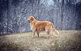 adult Gold retriever, dog, animals, golden retrievers, snow HD wallpaper