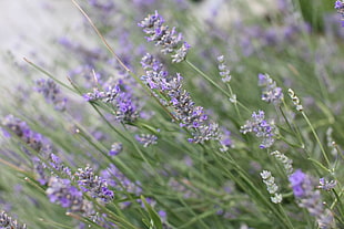lavender, nature, flowers, lavender