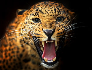 open-mouthed leopard