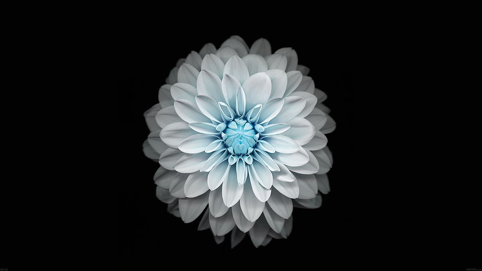 white-and-blue petaled flower, flowers, black, simple background, simple HD wallpaper