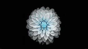 white-and-blue petaled flower, flowers, black, simple background, simple