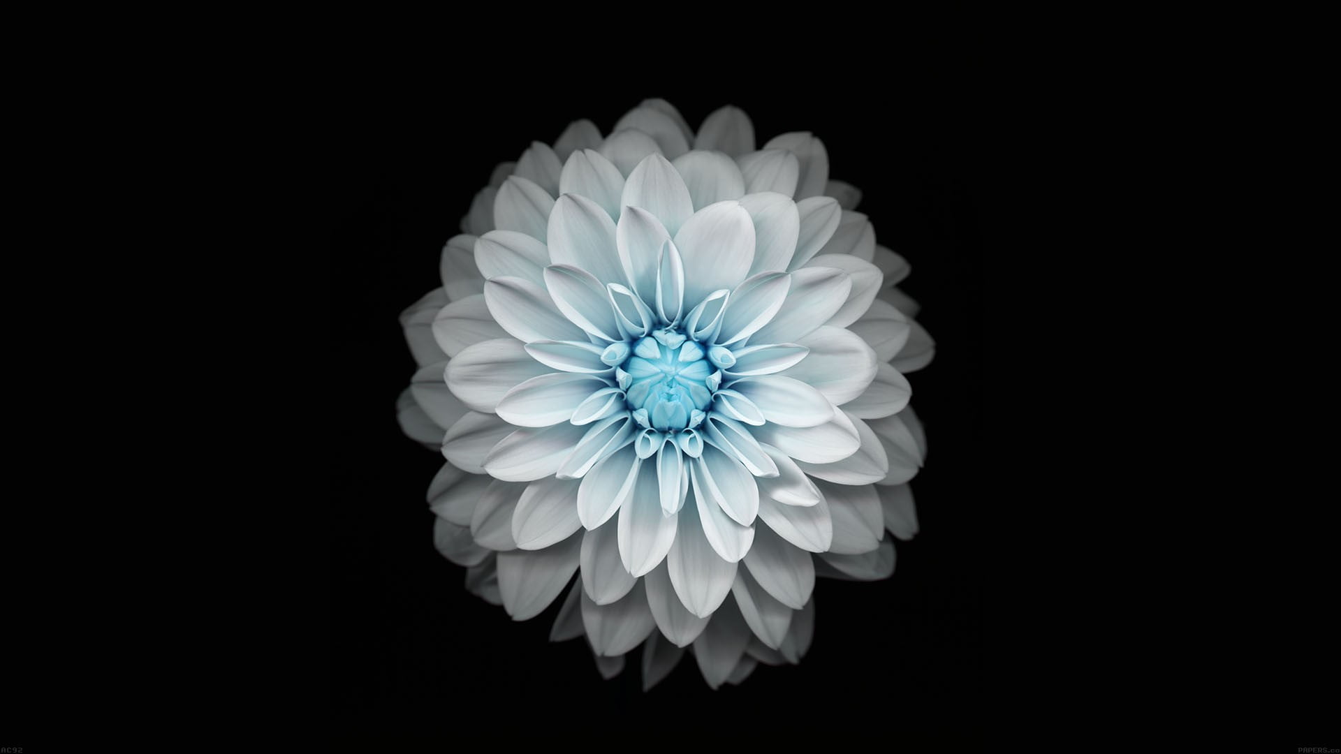 Blue Flower Black Background Wallpaper