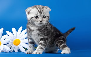 Kitten,  Striped,  Flower,  Daisy HD wallpaper