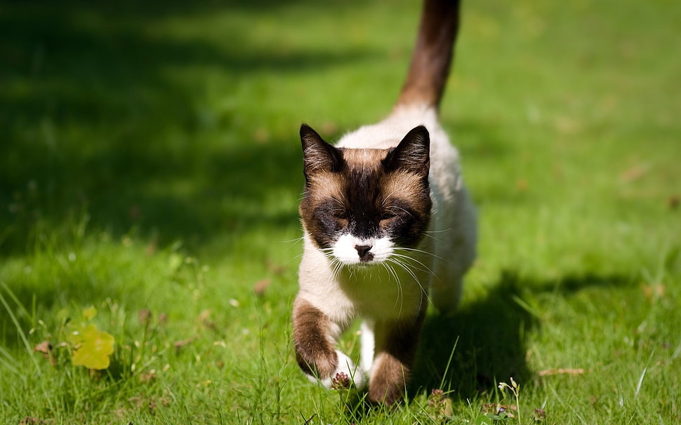 white and brown cat HD wallpaper