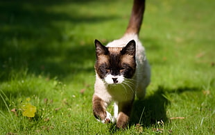 white and brown cat