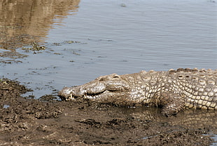 alligator on river