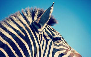 closeup photo of zebra HD wallpaper