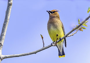 closeup photography of green Bird fetching on tree during daytime, cedar waxwing