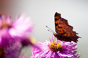 red butterfly on pink and yellow flower HD wallpaper