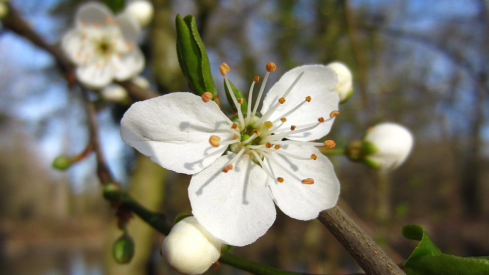 Flower,  Spring,  Bloom,  Fruit HD wallpaper