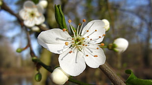 Flower,  Spring,  Bloom,  Fruit