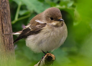 brown feather short beak bird, pied flycatcher