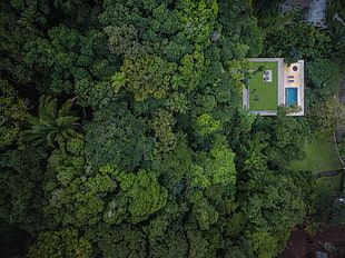 green tree, trees, forest, swimming pool, jungle HD wallpaper