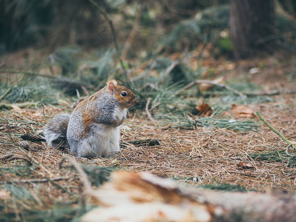 gray squirrel on ground HD wallpaper