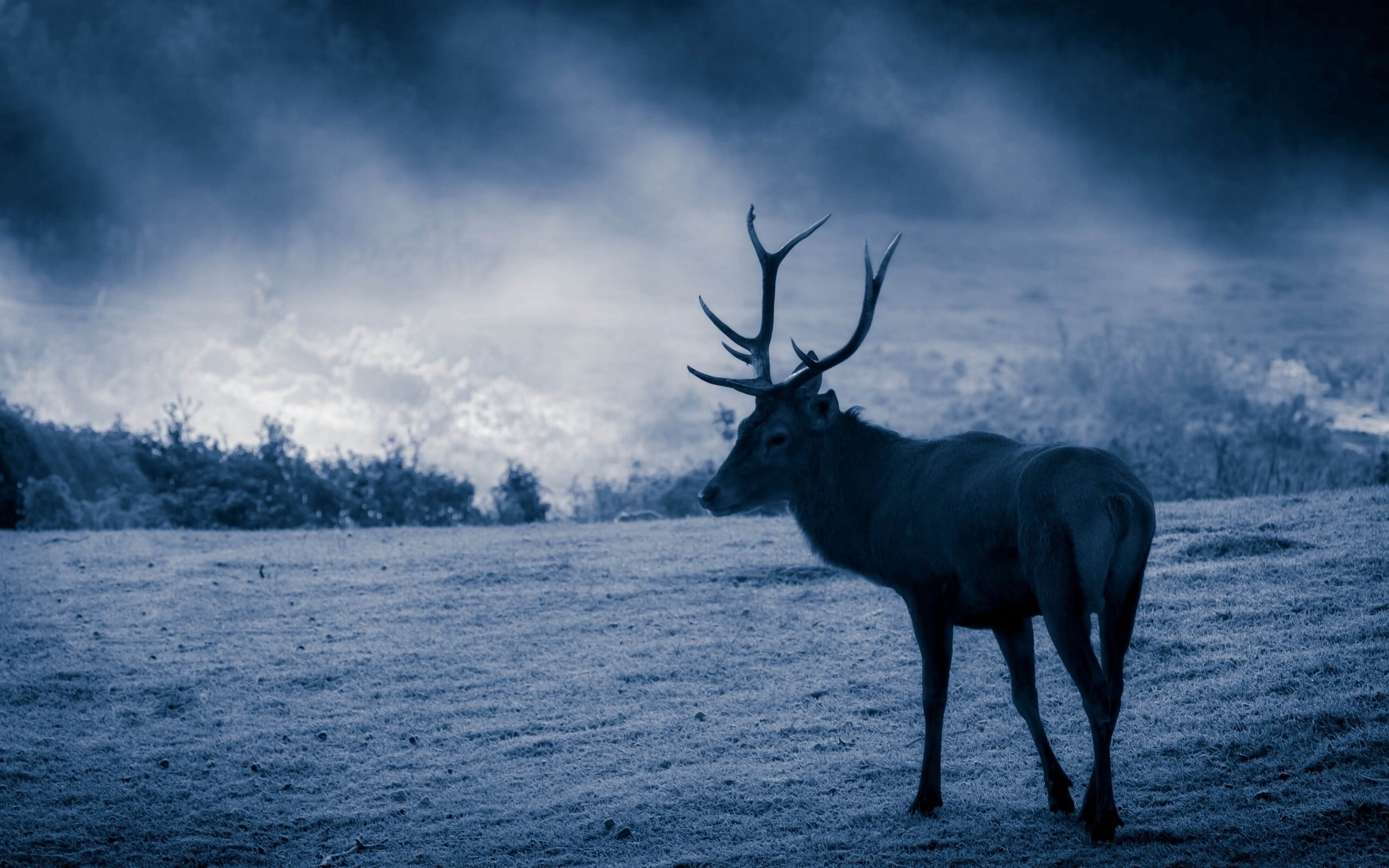 brown deer, animals