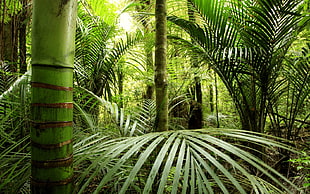 photo of green Bamboo Palm trees