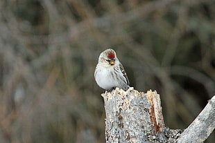white and black short-beak bird on tree branch at daytime, hoary redpoll HD wallpaper