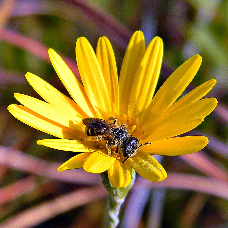 brown bee on collecting nectar on flower HD wallpaper