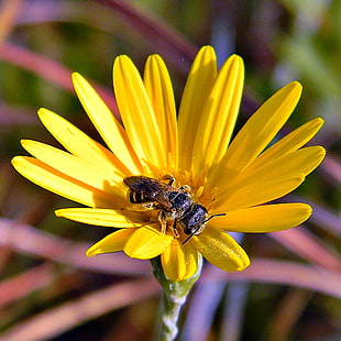 brown bee on collecting nectar on flower