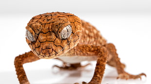 brown gecko close-up photography HD wallpaper