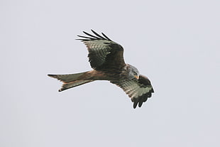 gray eagle, Red kite, Bird, Predator