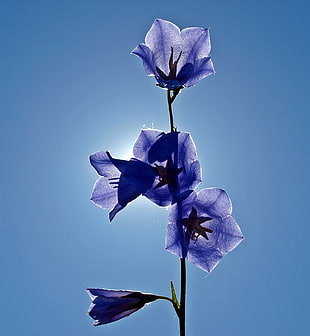 selective focus photo of blue petaled flowers HD wallpaper