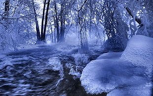 snow covered trees near river stream HD wallpaper