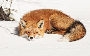 sleeping brown fox