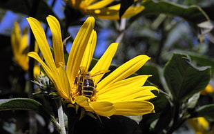 close up photo of Honeybee on yellow flower