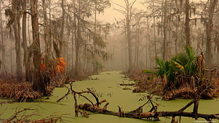 bare trees, swamp, landscape, trees, water HD wallpaper