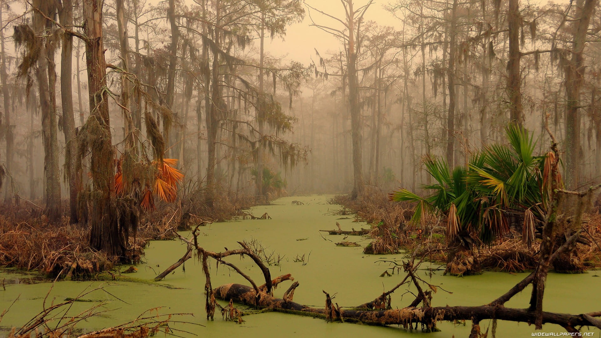 bare trees, swamp, landscape, trees, water HD wallpaper.
