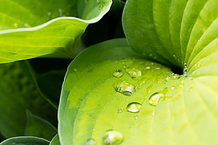 green leaves, plants, nature, leaves, water drops HD wallpaper