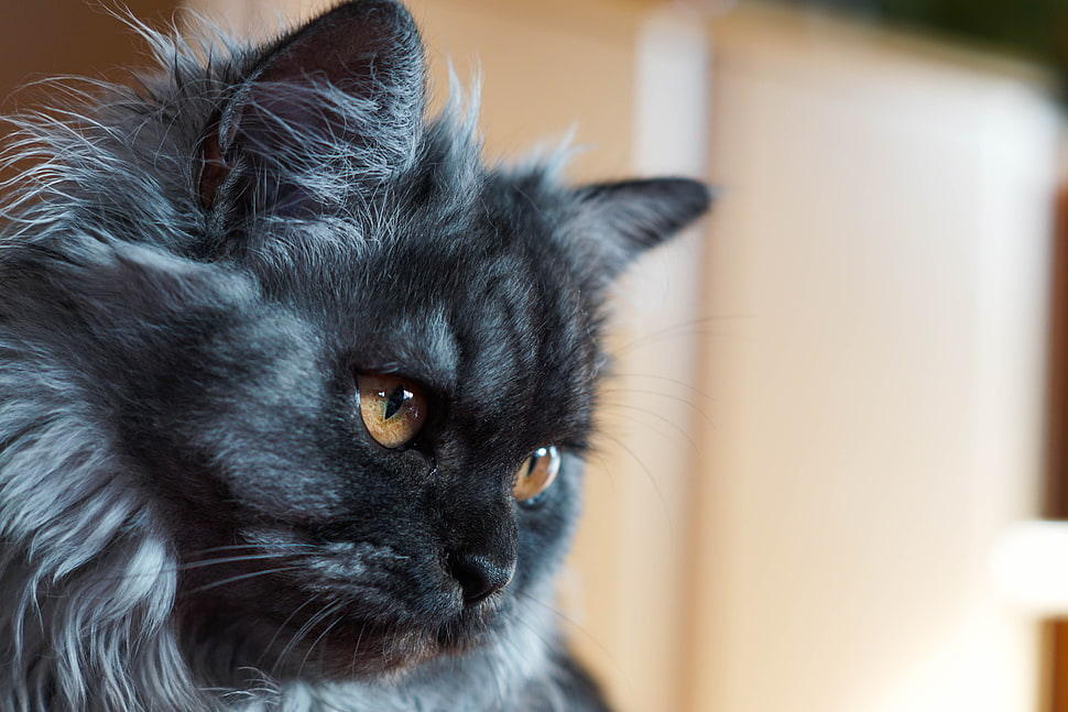 black and white persian cat HD wallpaper