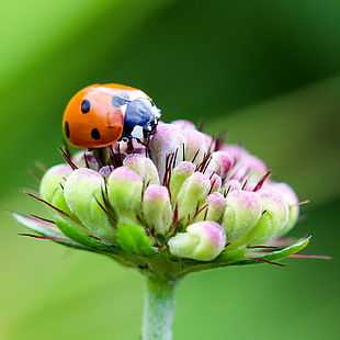 close-up photography of brown and black lady bug HD wallpaper