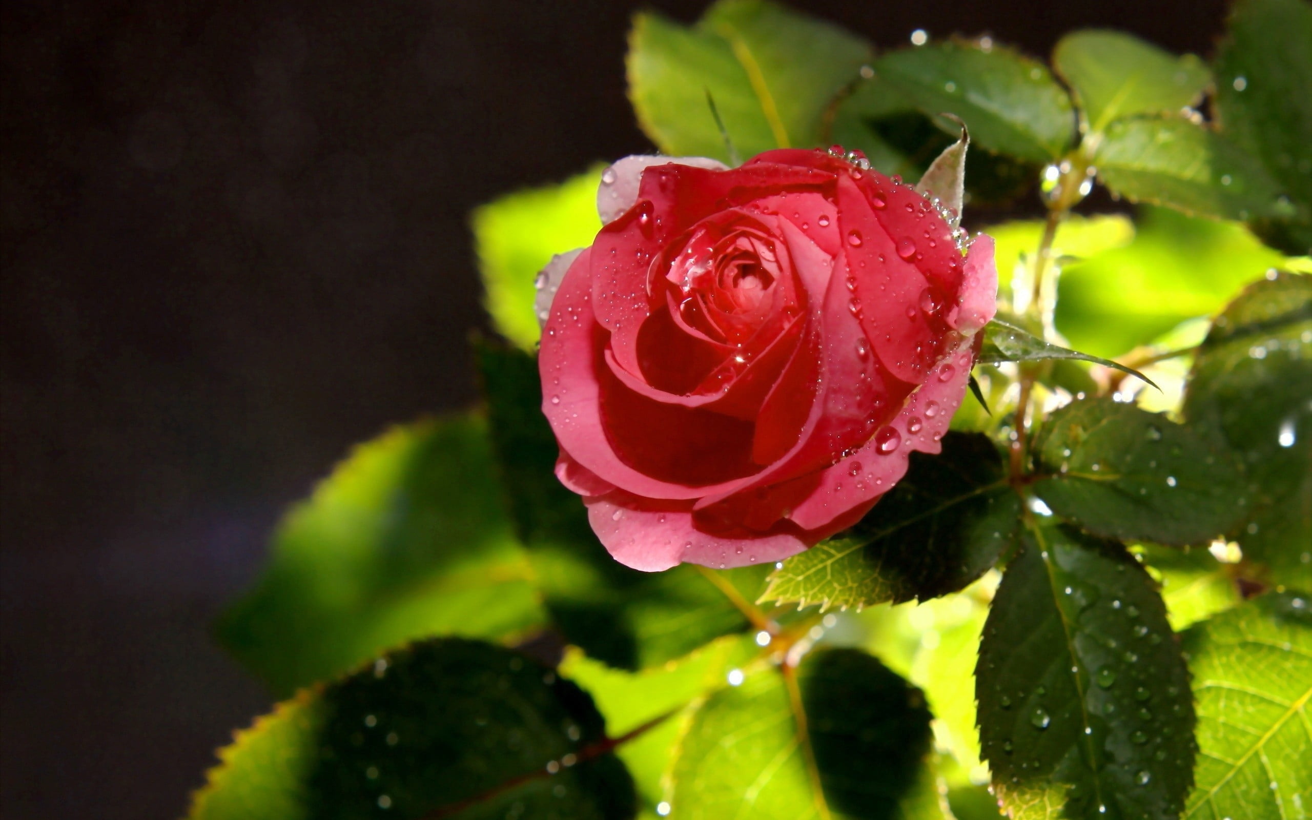 closeup photography of pink Rose