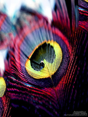 multicolored feather print textile, feathers