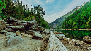 green tree with bodies of water, lindeman lake HD wallpaper