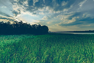 green grass field near lake at day time HD wallpaper