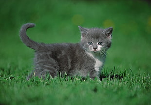 grey kitten on green grass