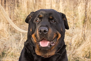 short-coated black and tan dog, animals, dog, Rottweiler, Russia