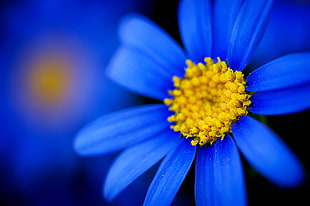 selective focus photography of blue daisy flower