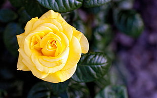 yellow rose with green leaves HD wallpaper