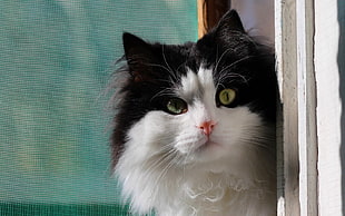 adult long fur white and black cat