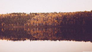 treeline by body of water photography, landscape, photography, forest HD wallpaper