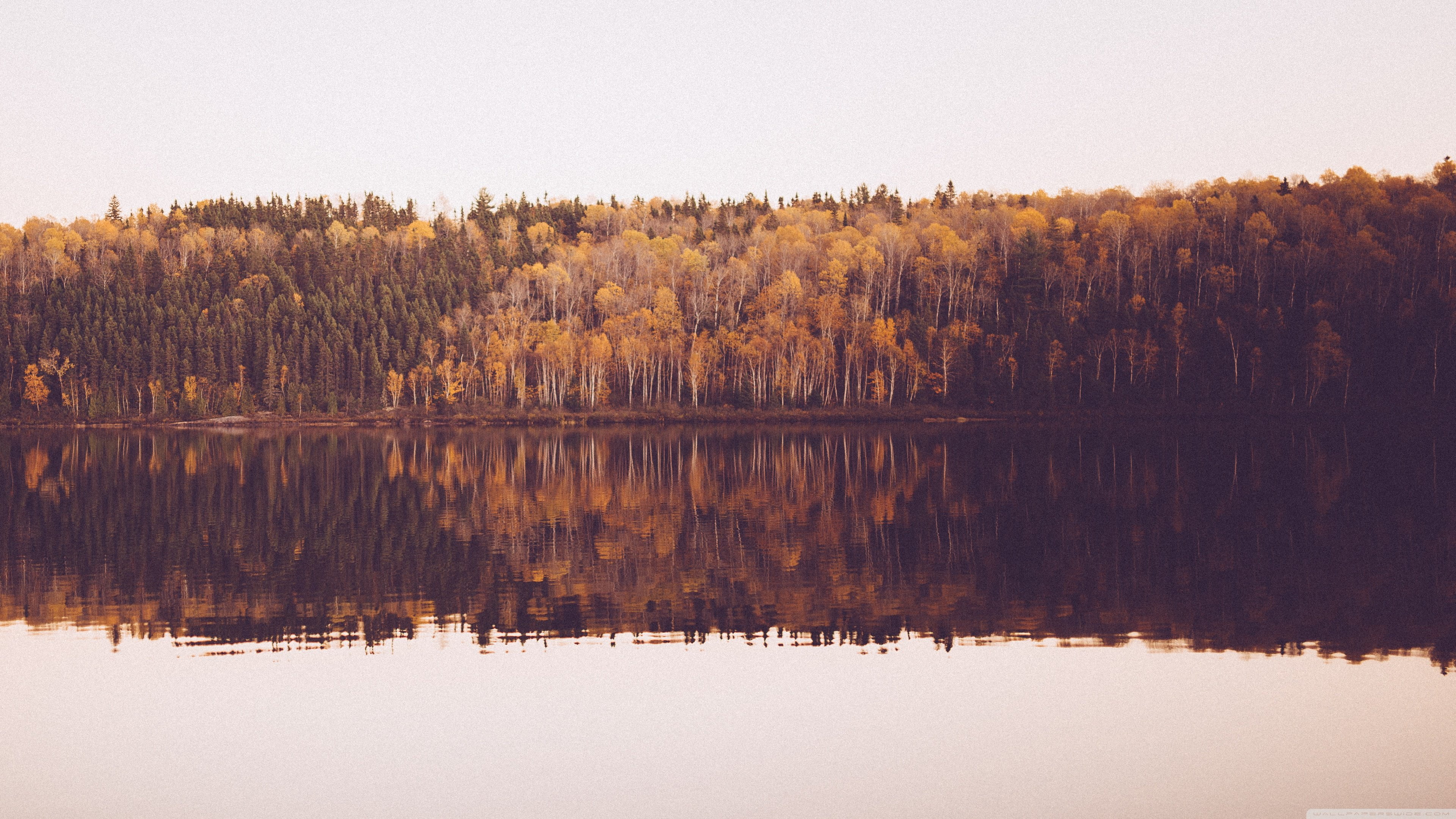 treeline by body of water photography, landscape, photography, forest