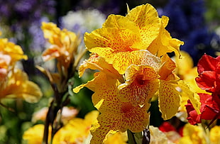 yellow Canna Lily flowers at daytime