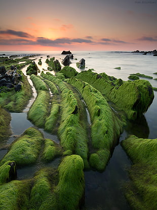 gray rocks with green moss beside body of water during sunset HD wallpaper