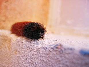 woolly bear caterpillar in closeup photo