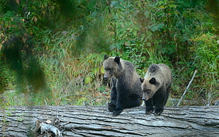 bears sitting on tree trunk