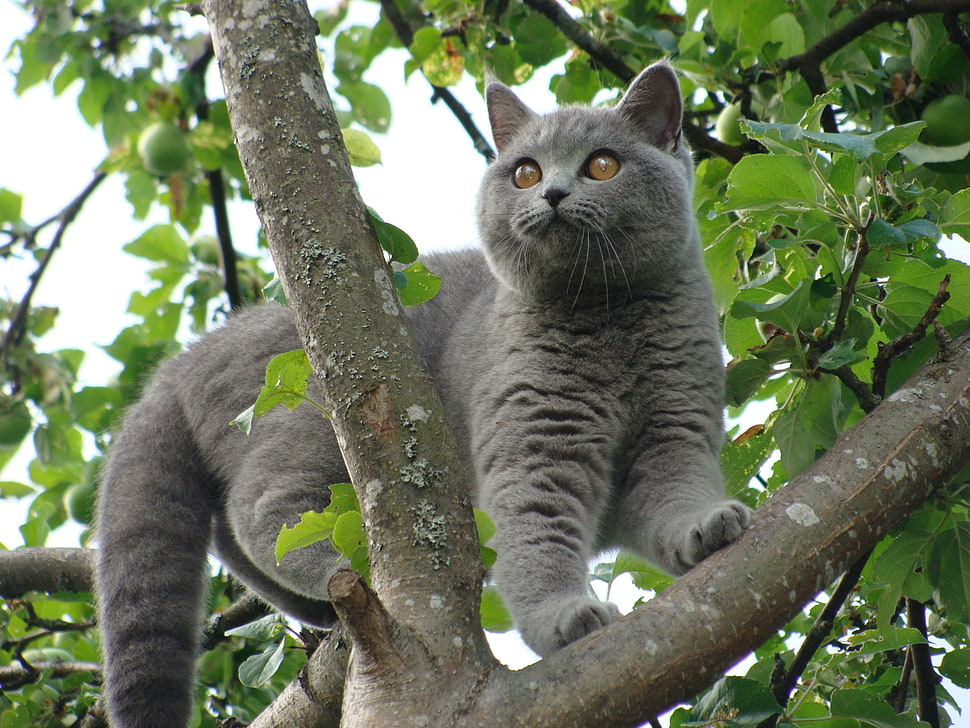 gray cat on brown tree in daytime HD wallpaper